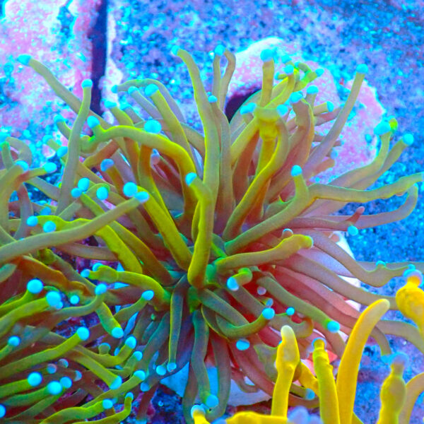 TC Euphyllia glabrecens Holy Guacamole