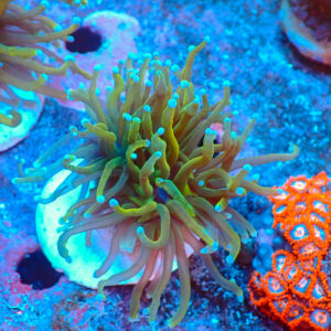TC Euphyllia glabrecens Holy Guacamole