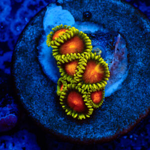 TC Zoanthus Dragon Eyes