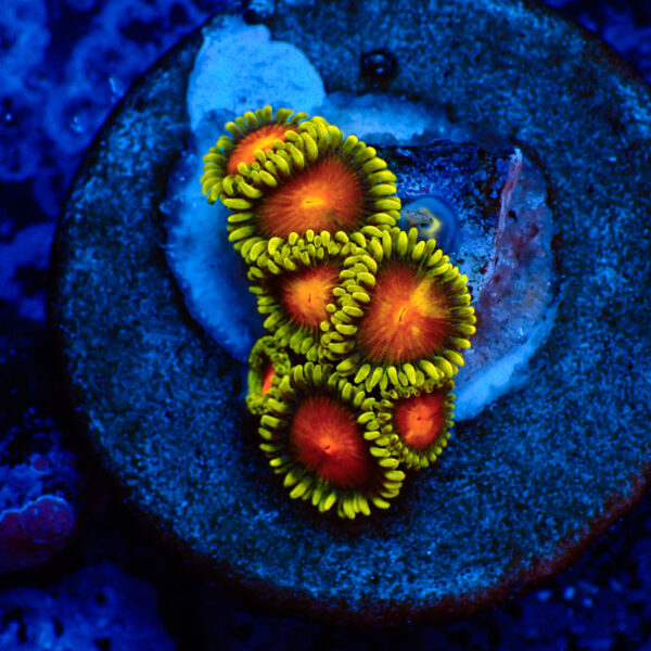 TC Zoanthus Dragon Eyes