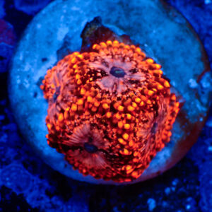 TC Zoanthus Utter Chaos