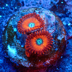 TC Zoanthus Red Magicians