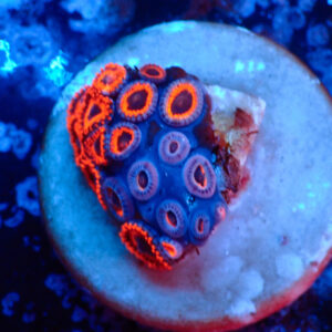 TC Zoanthus Kedd´S Reds