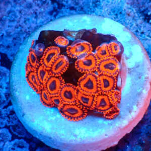 TC Zoanthus Kedd´S Reds