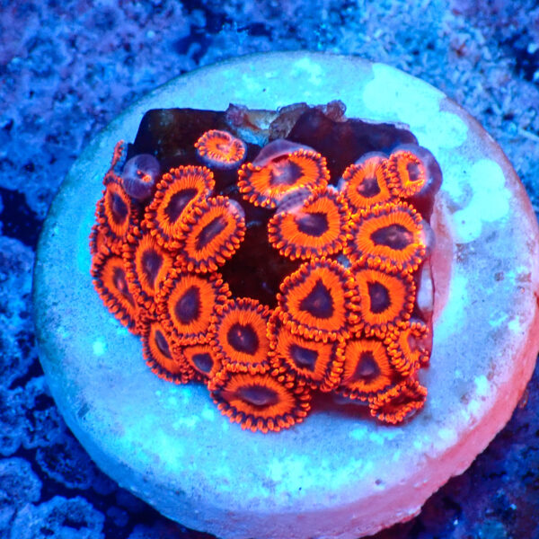 TC Zoanthus Kedd´S Reds