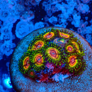 TC Zoanthus Rainbow Eclipse mini colonia