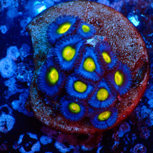 TC Zoanthus AOI