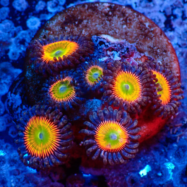 TC Zoanthus Vivid Rainbow
