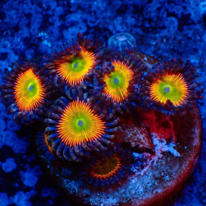 TC Zoanthus Vivid Rainbow