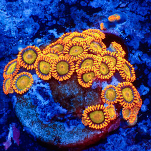TC Zoanthus Orange Mandarin