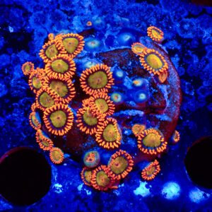 TC Zoanthus Orange Mandarin