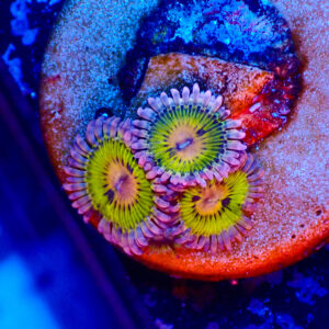 TC Zoanthus Chiquita