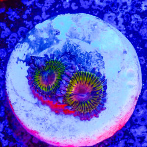 TC Zoanthus Chiquita