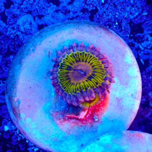 TC Zoanthus Chiquita