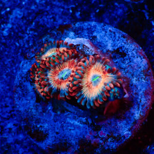 TC Zoanthus Seductions