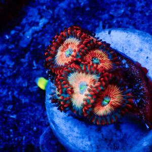 TC Zoanthus Seductions