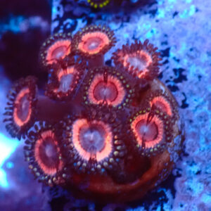 TC Zoanthus Lady Vamp colonia