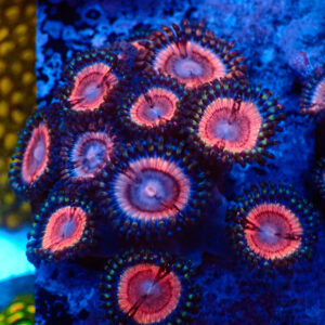TC Zoanthus Lady Vamp colonia