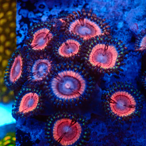 TC Zoanthus Lady Vamp colonia