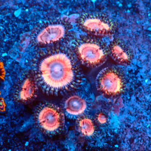 TC Zoanthus Lady Vamp colonia