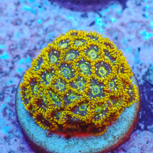 TC Zoanthus Speckled Hornets colonia