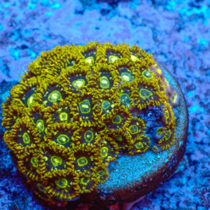 TC Zoanthus Speckled Hornets colonia