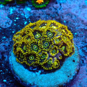 TC Zoanthus Speckled Hornets colonia