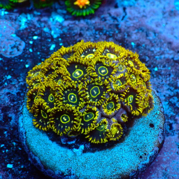 TC Zoanthus Speckled Hornets colonia