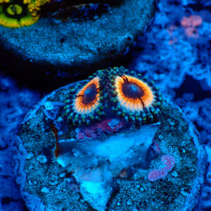 TC Zoanthus Vampire in Drag