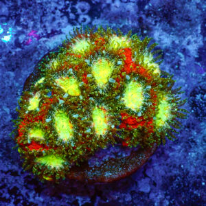 TC Micromussa amakusensis Toxic Mouth colonia