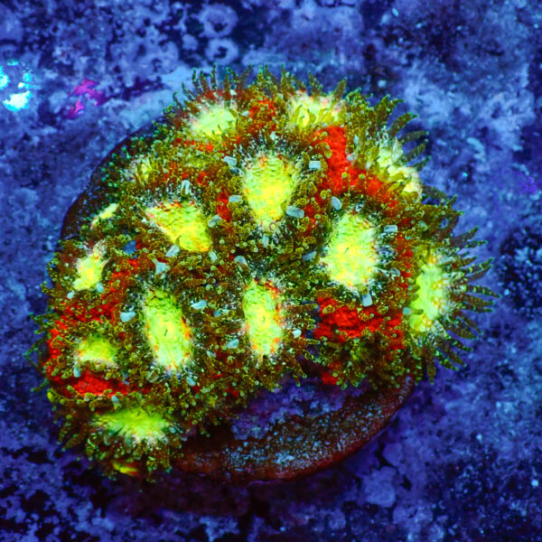 TC Micromussa amakusensis Toxic Mouth colonia