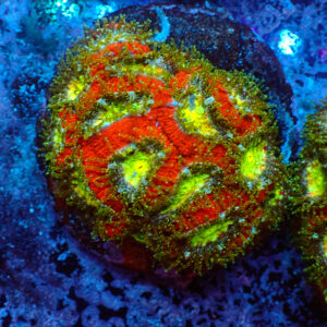 TC Micromussa amakusensis Toxic Mouth colonia