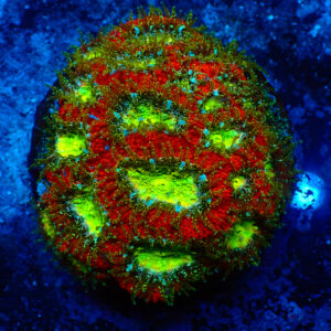 TC Micromussa amakusensis Toxic Mouth Colonia