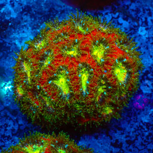 TC Micrmussas amakusensis Toxic mouth Colonia