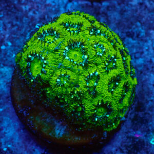 TC Micromussa amakusensis Hulk
