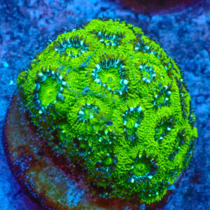 TC Micromussa amakusensis Hulk mini colonia