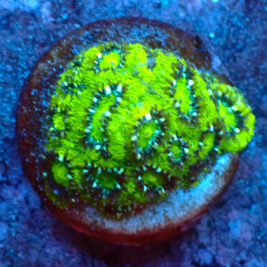 TC Micromussa amakusensis Hulk
