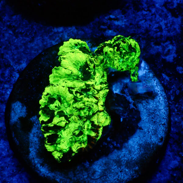 TC Favia Toxic Spill