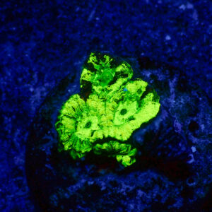 TC Favia Toxic Spill