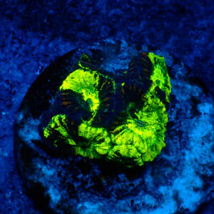 TC Favia Toxic Spill
