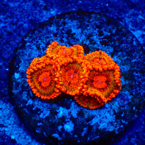 TC Zoanthus Speckled Krakatoa