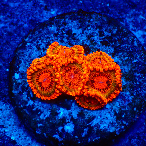 TC Zoanthus Speckled Krakatoa