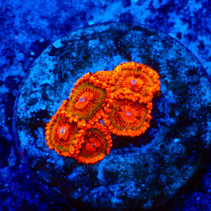TC Zoanthus Speckled Krakatoa
