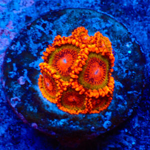 TC Zoanthus Speckled Krakatoa