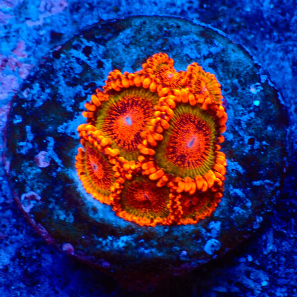 TC Zoanthus Speckled Krakatoa