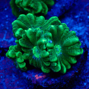 TC Caulastrea Mint