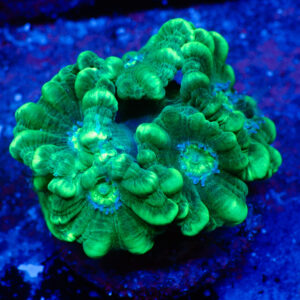 TC Caulastrea Mint