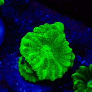 TC Caulastrea Hulk