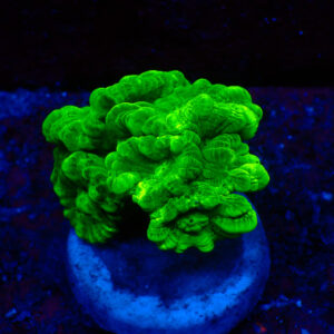 TC Caulastrea Hulk