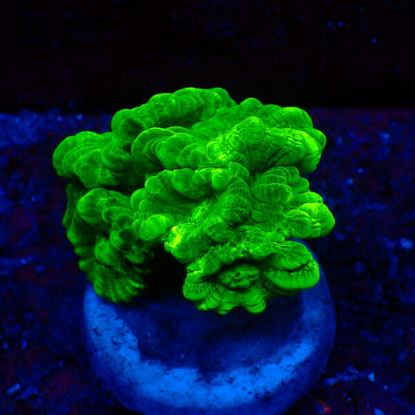 TC Caulastrea Hulk
